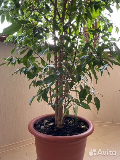Фикус бенджамина большой здоровый