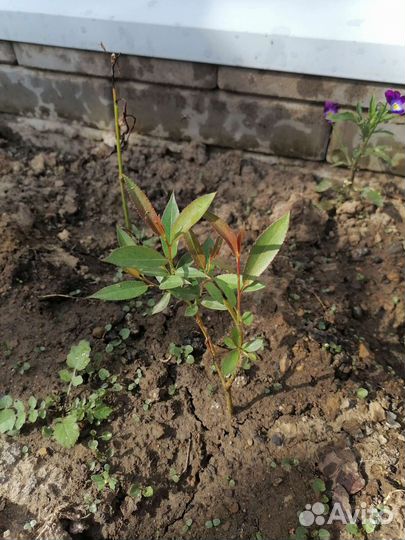 Ива шаровидная