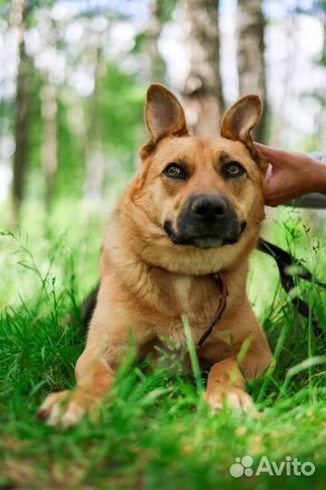 Собака в добрые руки отдам бесплатно