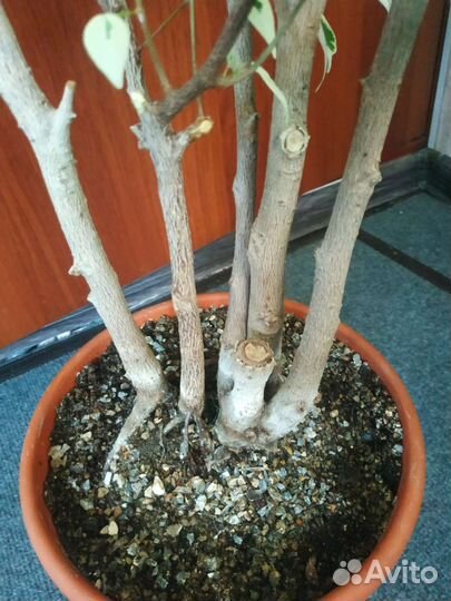 Фикус бенджамина Твилайт