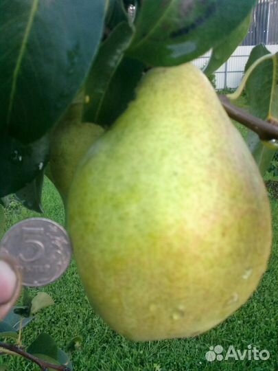 Черенки плодовых деревьев для прививки