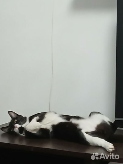 Отдам кота в добрые руки