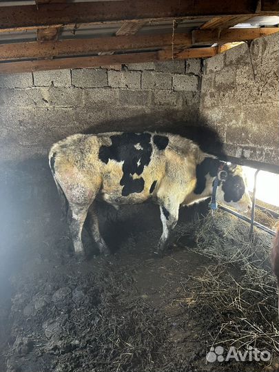 Бык и телка