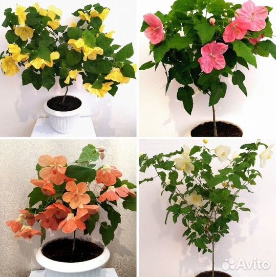 Комнатные растения