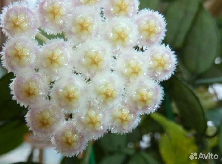 Хойя Лакуноза супер Эскимо