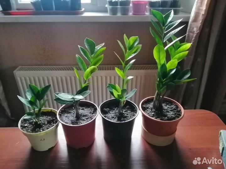 Замиокулькас долларовое дерево)