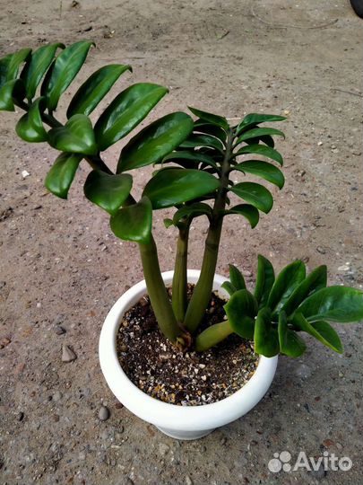 Замиокулькас Зензи