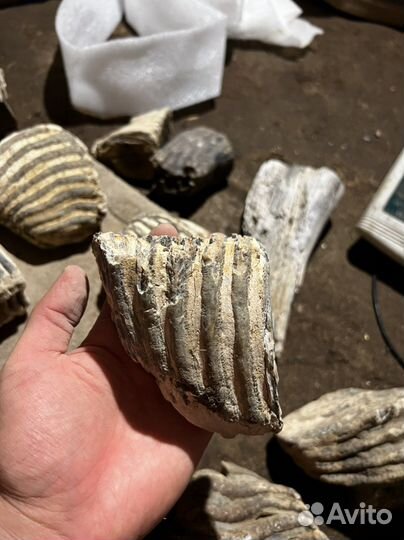 Зубы мамонта