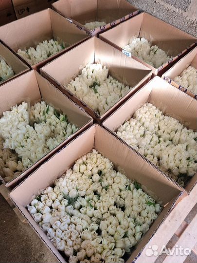 Тюльпаны оптом