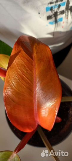 Филодендрон принц оранж