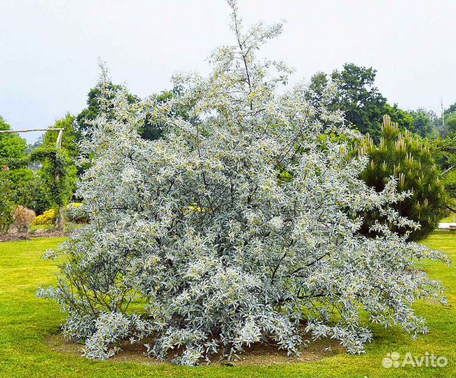 Лох серебристый саженцы