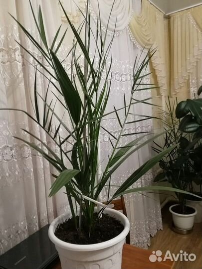 Финиковая пальма