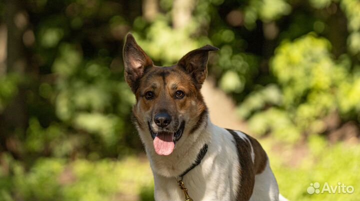 Брошенный хозяевами пес, ищет семью