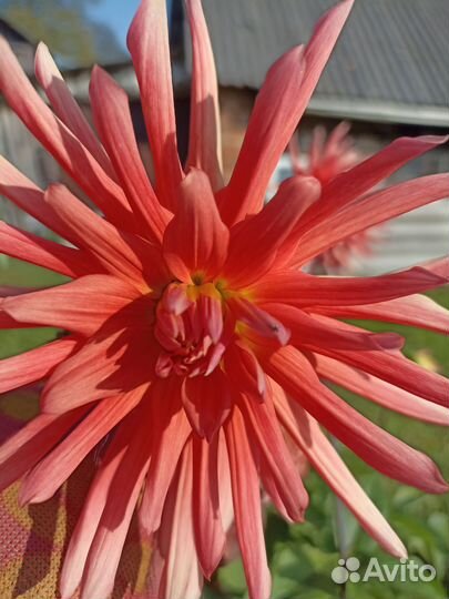 Георгин игольчатый