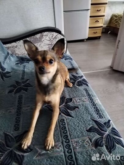 Передержка для собак