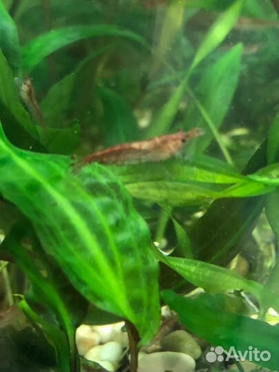 Аквариумные растения, креветка Вишня