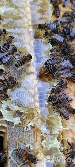 Мёд Донник, Липа, Кипрей, Гречка, Подсолнух 2024