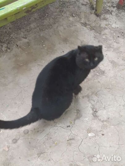 Брошенный трогательный кот в добрые руки