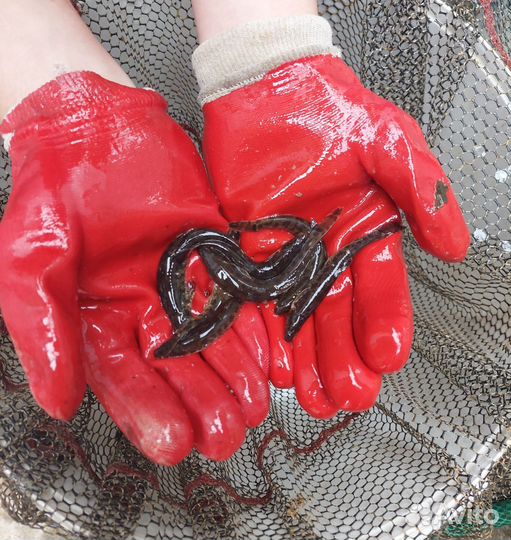 Голец усатый экзотическая живая рыба