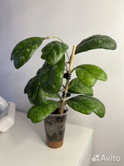 Хойя дейкей daykei