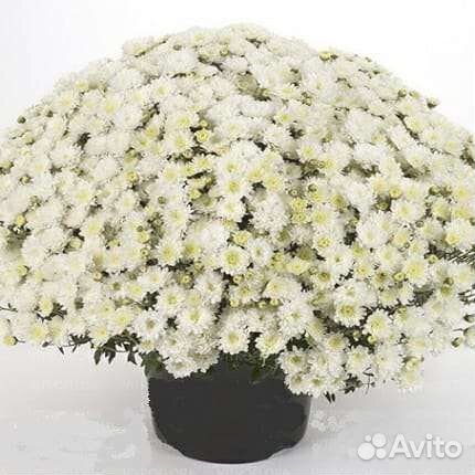 Хризантемы мультифлора