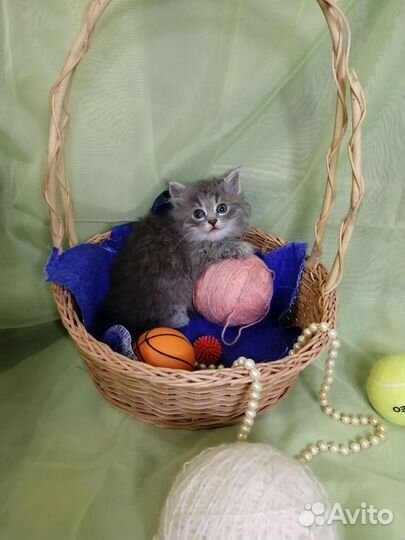 Кошка в дар