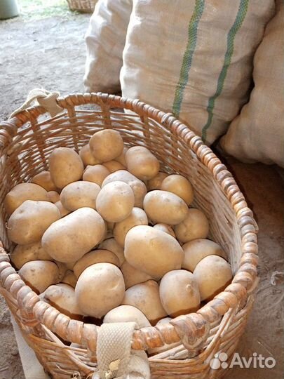 Картофель