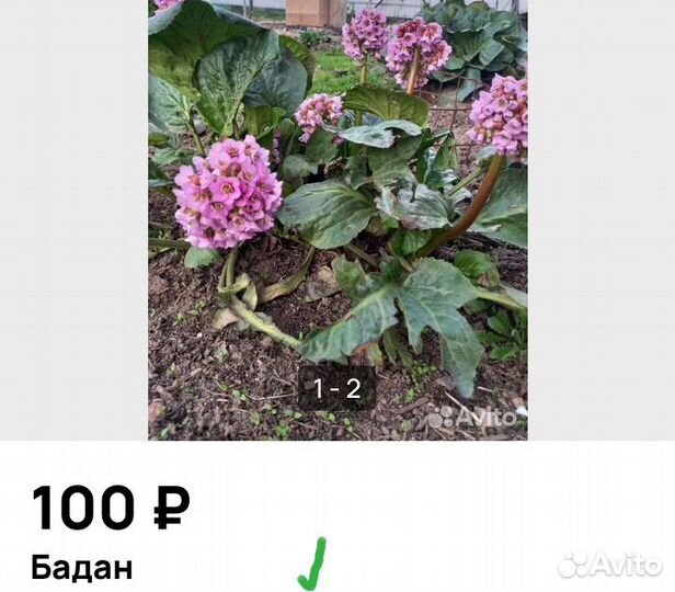 Домашние цветы