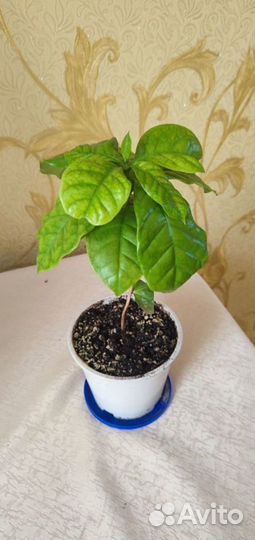 Дифенбахия.Кофе арабика.Фикусы.Аллое