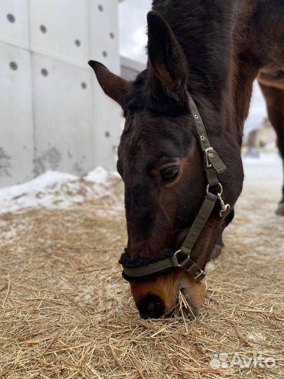 Недоуздок для лошади, конная амуниция, капцунг