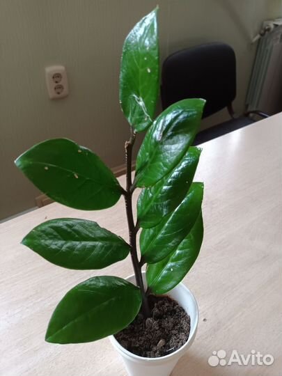 Комнатные цветы