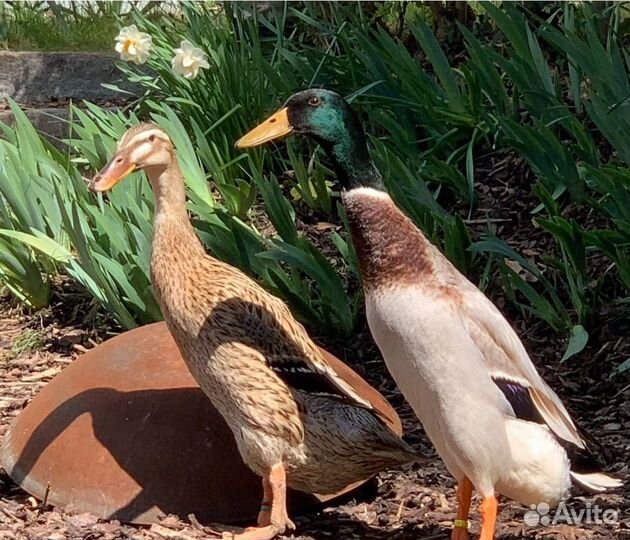 Индийский бегунок/ куриные инкубационное я