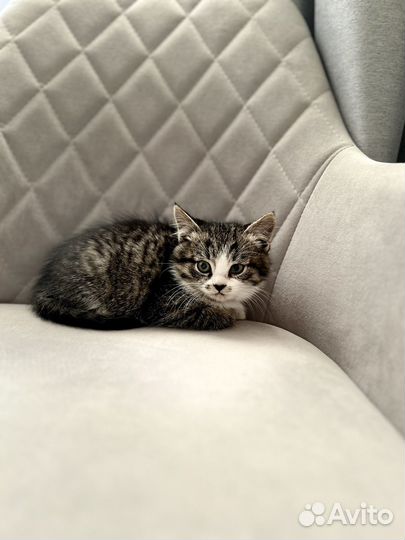 Котенок мальчик 2,5 мес