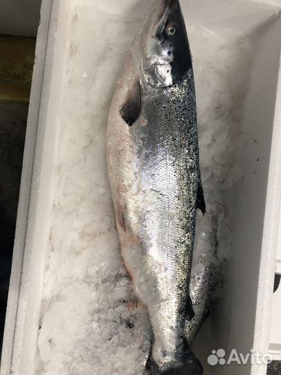 Семга охлажденная
