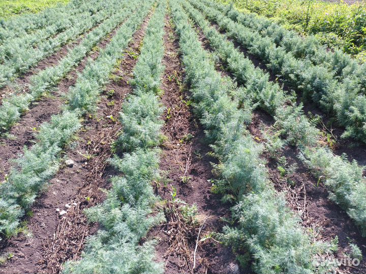 Семена укропа Аллигатор