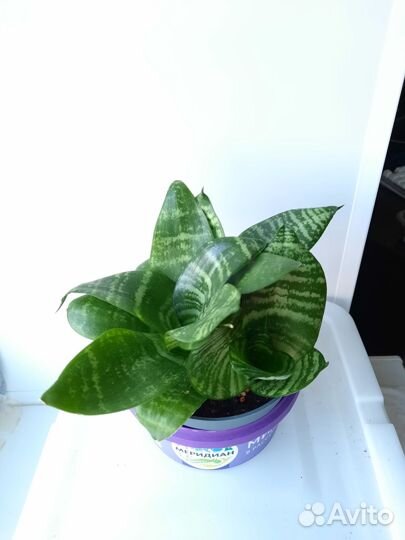 Сансевиерия Ханни грин