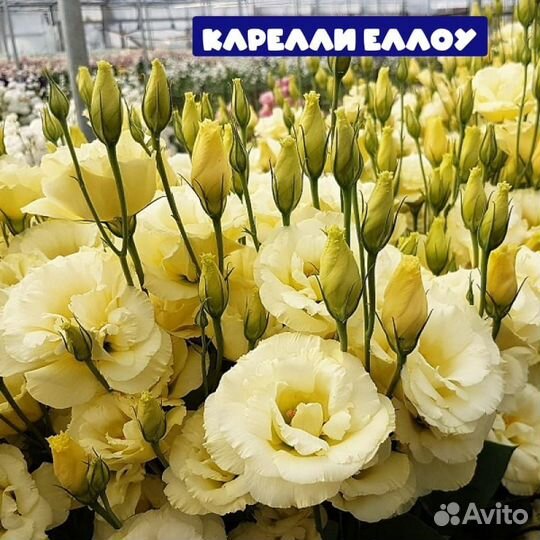 Рассада Петунии и Эустомы