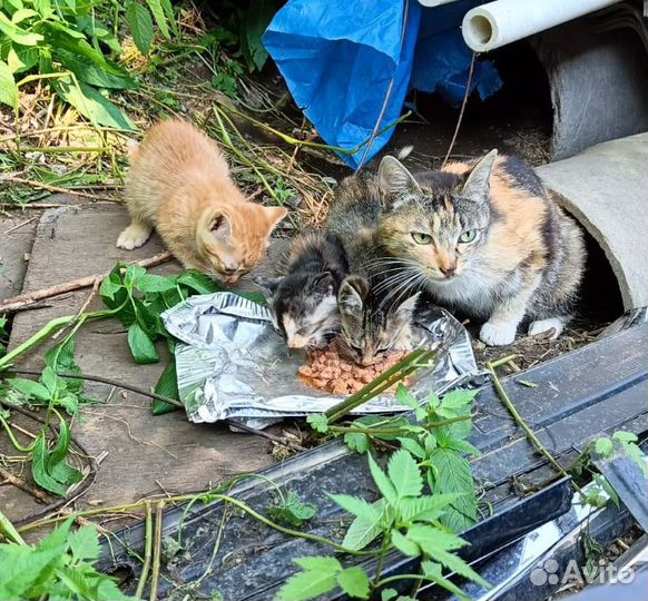 Заберите котят в добрые руки