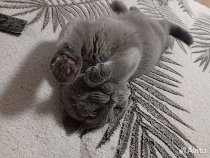 Британские котята