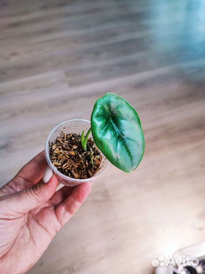 Алоказия Odora Aurea-var.Sabrina,Lukiwan