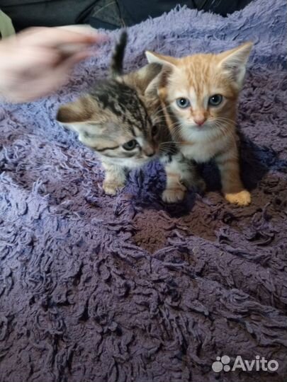 Котята