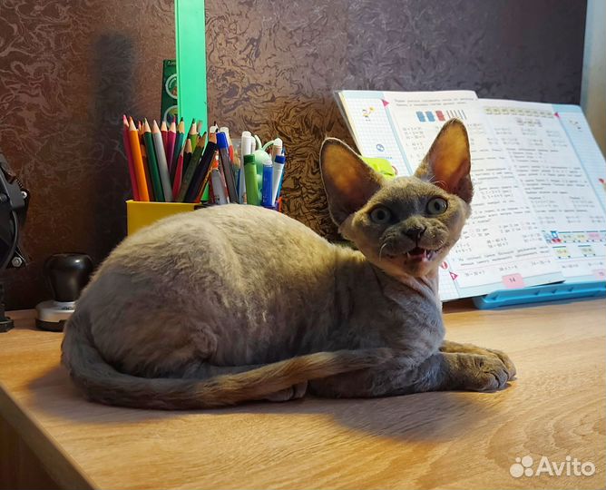 Девон-рекс девочка