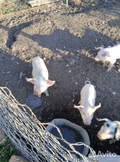 Продаю поросят возраст 40 дней