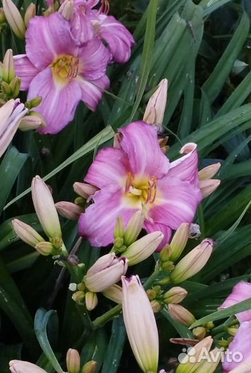 Сортовые Лилейники и лилии для садаС