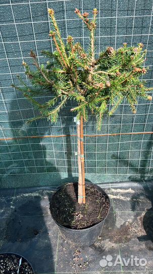 Ель Пуш на штамбе 40 см