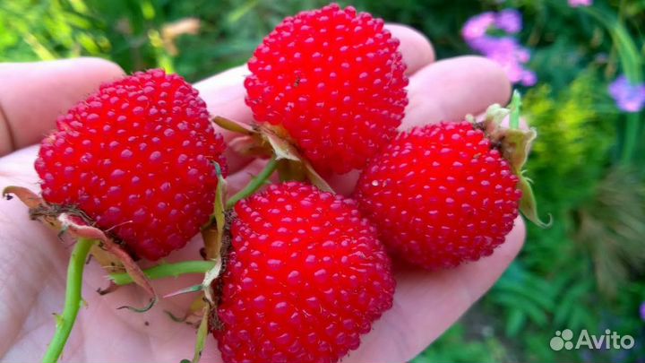 Тибетская малина (соблазнительная)