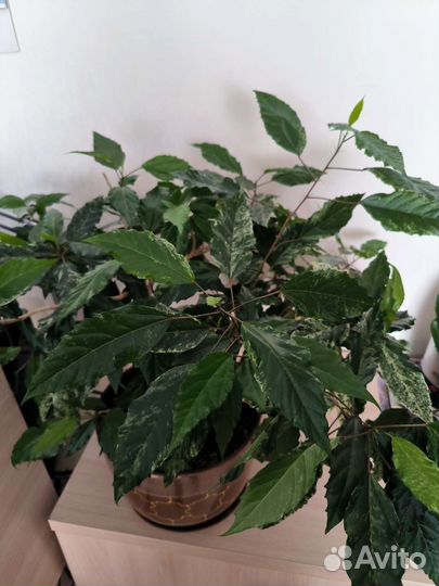 Гибискус розовый