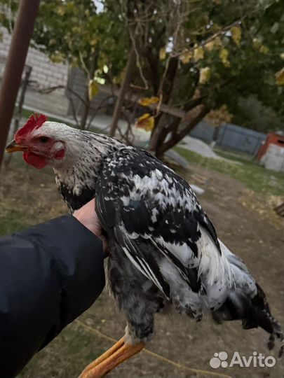 Куры петухи