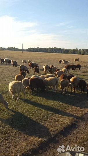 Овцы бараны