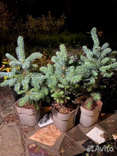 Ель голубая супер блю